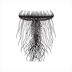 jellyfish illustration