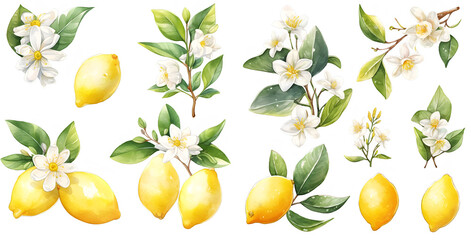 Watercolor lemon clipart for graphic resources - obrazy, fototapety, plakaty
