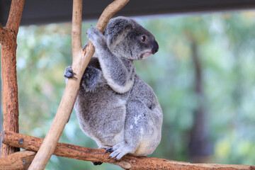 Naklejka premium A Tender Moment: Mother Koala with Her Joey