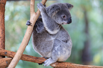 A Tender Moment: Mother Koala with Her Joey