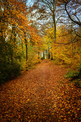 Wanderweg im Herbst