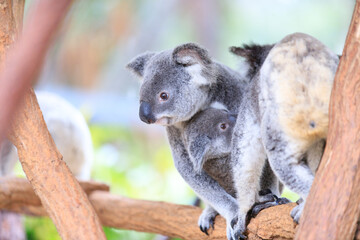 A Tender Moment: Mother Koala with Her Joey