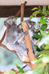 A Tender Moment: Mother Koala with Her Joey