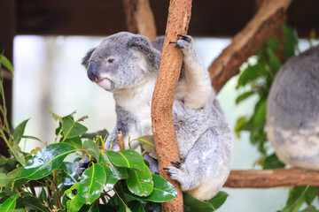 A Curious Koala Clings to a Tree Branch
