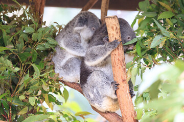A Tender Moment: Mother Koala with Her Joey