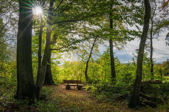 Rastplatz im Wald