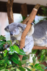 A Curious Koala Clings to a Tree Branch