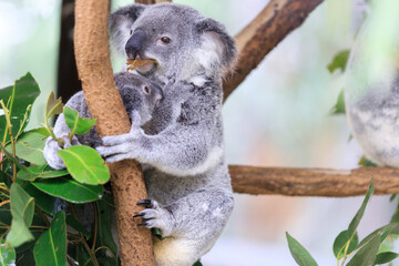 A Tender Moment: Mother Koala with Her Joey