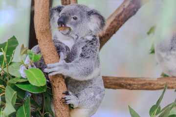 Fototapeta premium A Tender Moment: Mother Koala with Her Joey