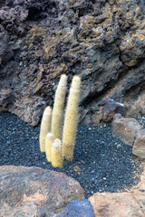 Many large and thorny cactus grows in Jardin de cactus in Lanzarote. Close up view.