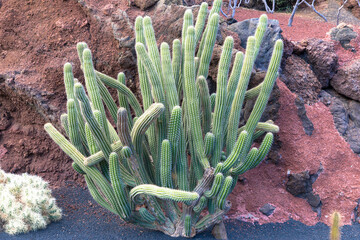 Many large and thorny cactus grows in Jardin de cactus in Lanzarote. Close up view.