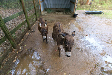 Two Donkeys Enjoying a Rainy Day Outdoors