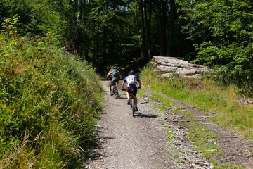 Obraz premium Fahrradfahrer im Balver Wald 