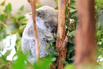 Obraz premium A Koala's Calm and Serene Moment in the Wild