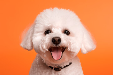 Obraz premium Bichón feliz en fondo naranja.