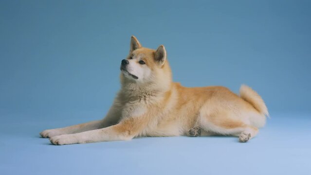 Akita Inu puppy calmly laying in blue studio