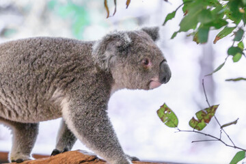 A Graceful Koala Amidst Lush Green Foliage