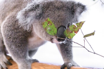 A Curious Koala Clings to a Green Branch