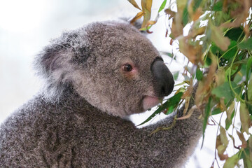 A Tranquil Koala Savoring Eucalyptus Leaves in the Australian Wilderness