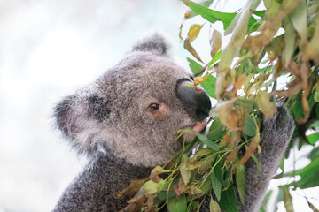 A Tranquil Koala Savoring Eucalyptus Leaves in the Australian Wilderness