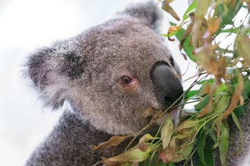 A Tranquil Koala Savoring Eucalyptus Leaves in the Australian Wilderness