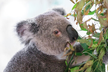 Obraz premium A Tranquil Koala Savoring Eucalyptus Leaves in the Australian Wilderness