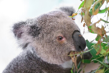 A Tranquil Koala Savoring Eucalyptus Leaves in the Australian Wilderness