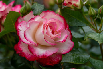 pink roses on a sunny day in the garden sway in the wind. Nature, summer, parks travel concept.