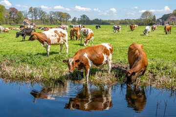 Diary cows drinking water and grazing on pasture in polder between 's-Graveland and Hilversum, Netherlands
