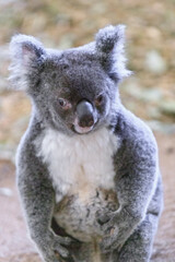 A Curious Koala Exploring the Grounds