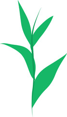 Hand drawn leaf illustration on transparent background.