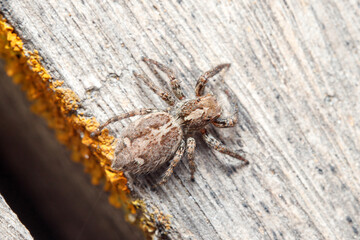 Female Plexippus paykulli spider walking on a wooden floor. High quality photo