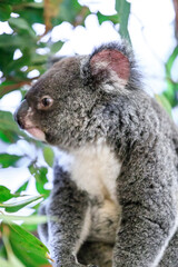 A Curious Koala Amidst Lush Greenery