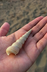 Sea shell on hand at the beach. Turritella Terebra, species of sea snail from Turritellidae. Selective focus.
