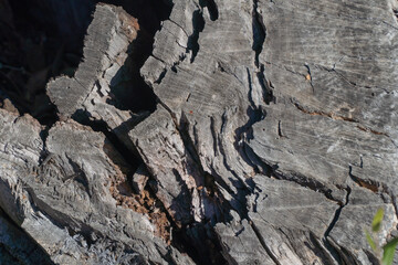 Tronco de árbol olivar en dái soleado zona de Tarragona, Mediterraneo