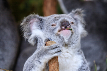 Koala relishing fresh eucalyptus leaves in the wild