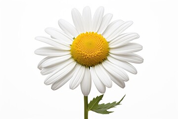 Chamomile flower on a white background. Studio photography.