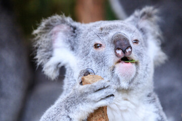 Koala relishing fresh eucalyptus leaves in the wild