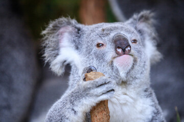 Koala relishing fresh eucalyptus leaves in the wild