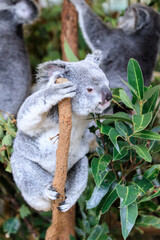Koala relishing fresh eucalyptus leaves in the wild