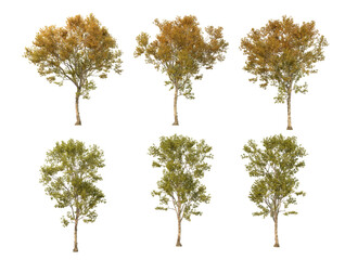 Isolated autumn trees on a transparent background