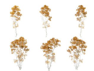 Isolated autumn trees on a transparent background