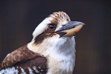 A Close Glimpse of a Majestic Kookaburra