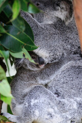 Obraz premium A Tender Moment: Mother Koala with Her Joey