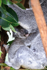 A Tender Moment: Mother Koala with Her Joey
