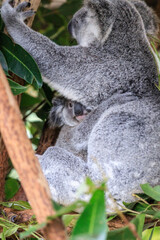 A Tender Moment: Mother Koala with Her Joey