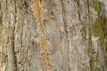bark of a tree trunk detail or background