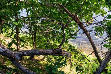Picturesque driftwood in the bushes on the river bank.