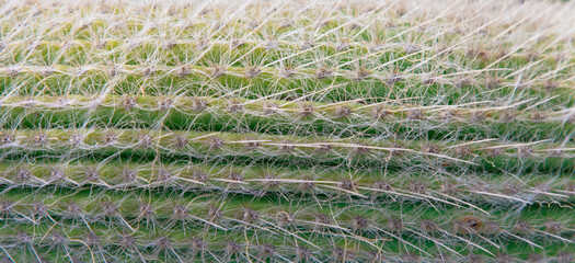 Many Needles on a cactus. Cactus area on the background. Cacti background. Close up.