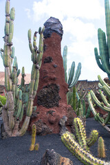 The Jardín de Cactus is a cactus and succulent garden on the northern of Guatiza on the northeast coast of Lanzarote. Popular Tourist attraction. Canary islands, Spain.